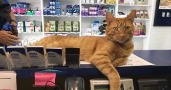 Inner South Veterinary Centre