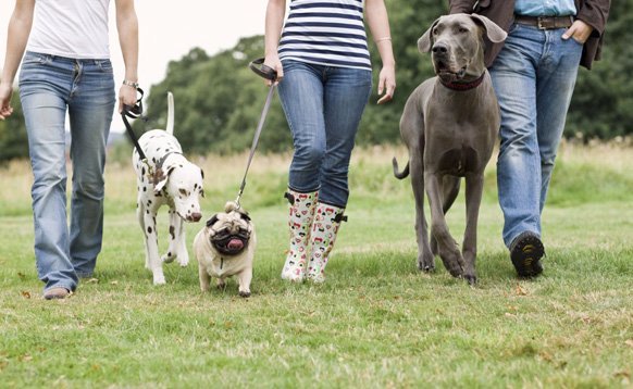 Springfield Veterinary Centre and Hospital