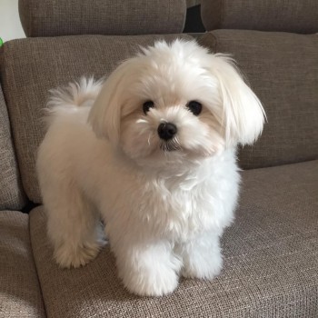 awesome maltese puppies for sale