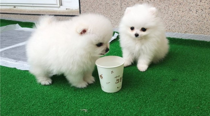  Pomeranian Puppies for sale 