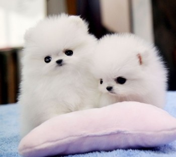 prommenian pupies for sale