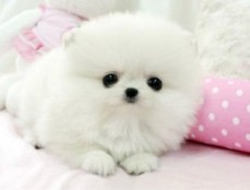 Two Cute Teacup Pomeranian puppies for s
