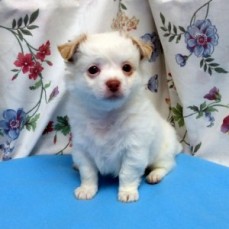Cute Chihuahua Puppies for sale