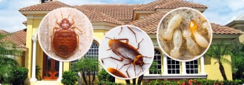 Pest Control Sydney