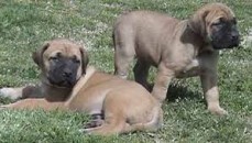 Mastiff Puppies for sale
