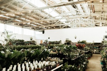 Perth - Huge Indoor Plant Warehouse Sale