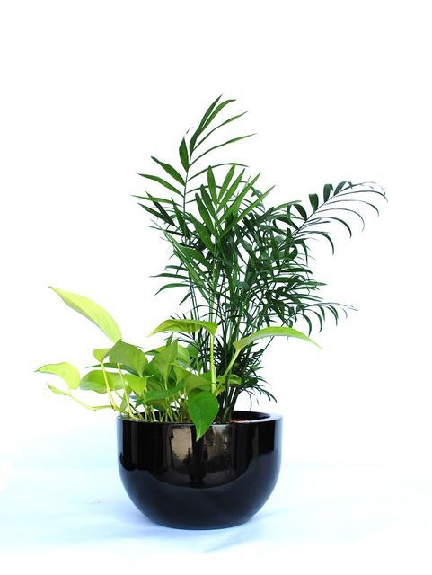 Indoor Plant Hire - Luwasa Indoor plant 