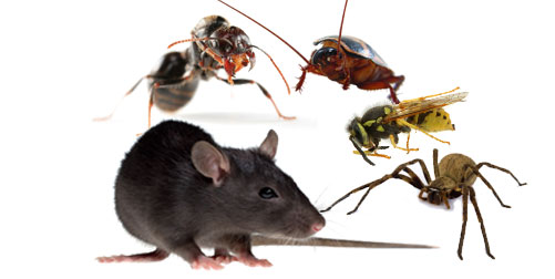 Commercial Pest Control Canberra