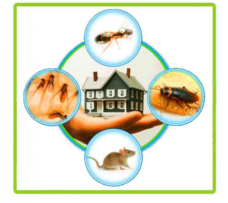 Commercial Pest Control Canberra