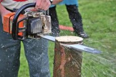 Tree Lopping Service Sydney | The Tree Doctor