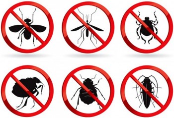 Emergency Pest Control Brisbane