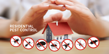 Emergency Pest Control Brisbane