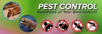 Emergency Pest Control Brisbane