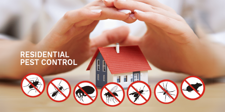 Emergency Pest Control Brisbane