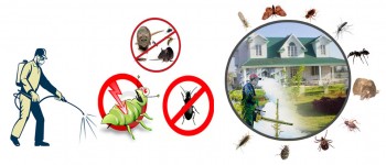 Extermination Services Brisbane