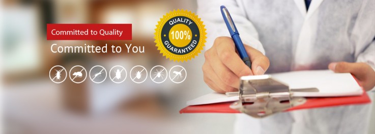 Organic Pest Control Brisbane