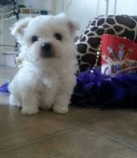 Fantastic Maltese Puppies Available for 