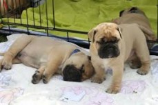Home Raised Mastiff Puppies Available fo