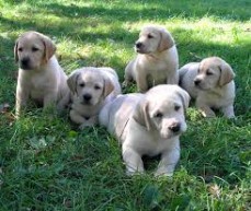 Cute Labrador Puppies for sale