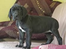 Adorable Great Dane puppies For Sale
