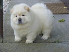 Stunning Chow chow Puppies for sale