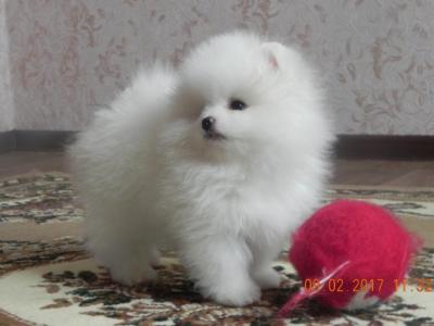 Two male and female Pomeranian pups for 