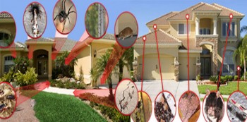 Residential Pest Control Brisbane