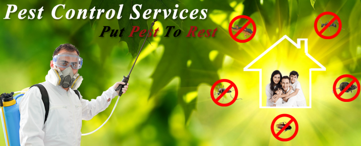 Residential Pest Control Brisbane
