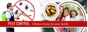 Wasp Pest Control Canberra
