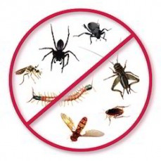 Wasp Pest Control Canberra