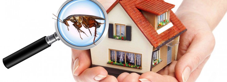 Residential Pest Control Adelaide