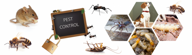 Organic Pest Control Adelaide