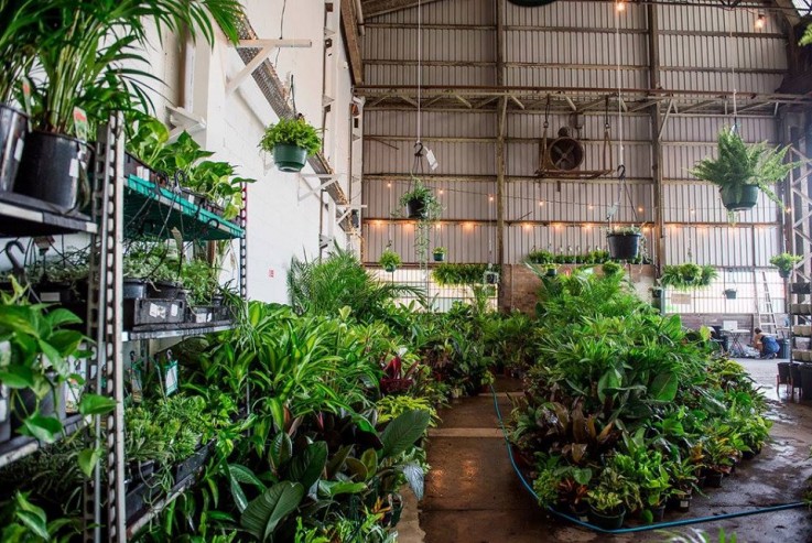 SYDNEY - Huge Indoor Plant Warehouse Sal