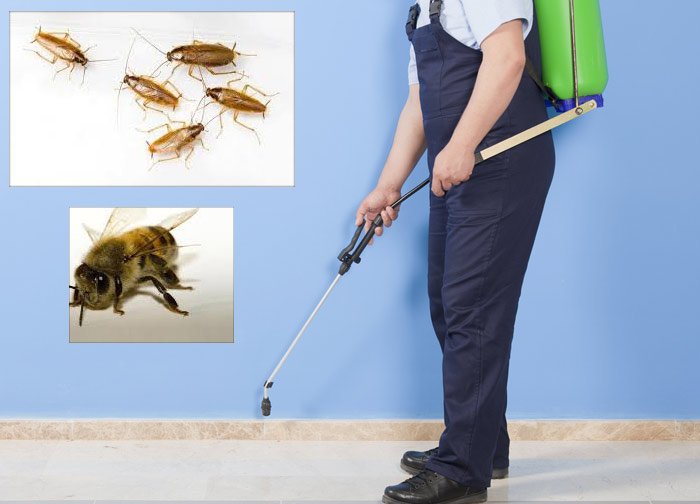 Pest Control Canberra