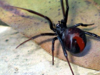 Marks Pest Control Brisbane