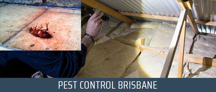 Back 2 New Pest Control Brisbane