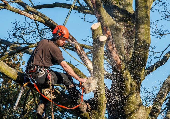 Affordable Tree Trimming in Castlemaine