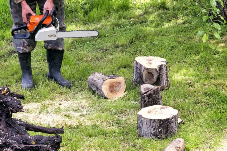 Affordable Tree Trimming in Castlemaine