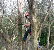 Affordable Tree Trimming in Castlemaine