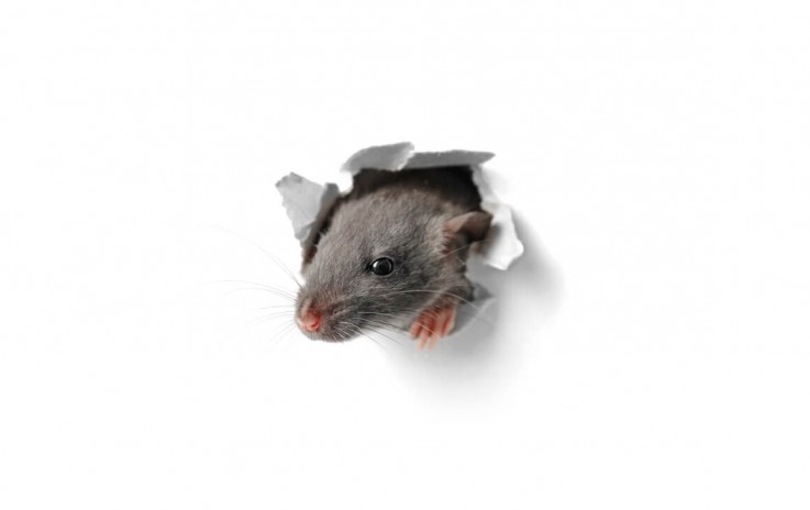 Rodents Control & Removal in Melbourne