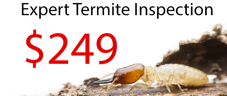 Best pest and termite control