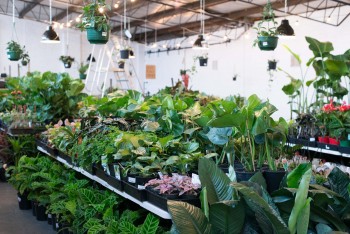 Melbourne - Huge Indoor Plant Sale - Spr