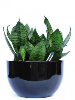 Get Best Indoor Plant Hire Melbourne |  Inscape Indoor Plant Hire