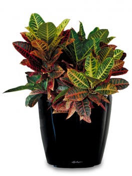 Get Best Indoor Plant Hire Melbourne |  Inscape Indoor Plant Hire