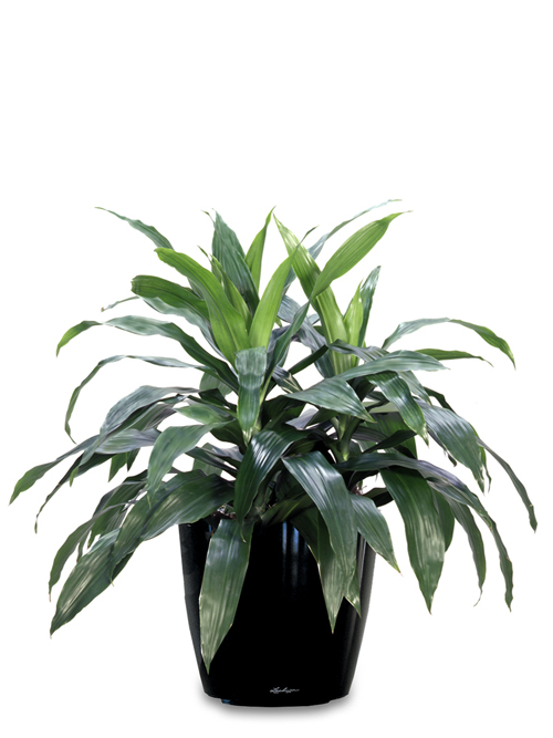 Get Best Indoor Plant Hire Melbourne |  Inscape Indoor Plant Hire