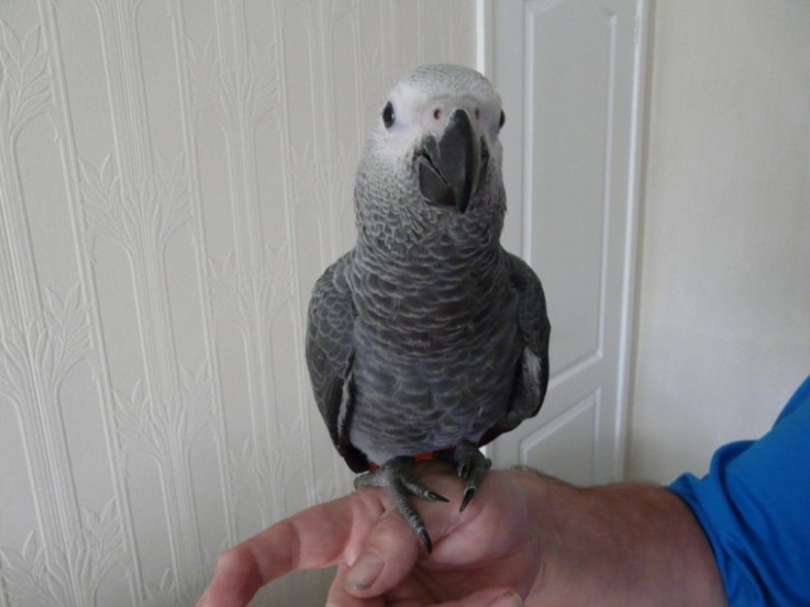 AFRICAN GREY PARROT FOR SALE