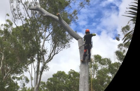 Tree Removal & Lopping Service Sunshine