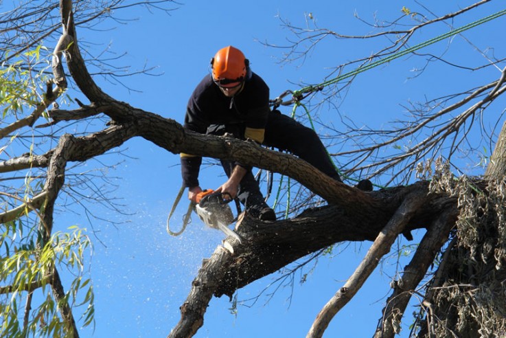 Tree Removal & Lopping Service Sunshine