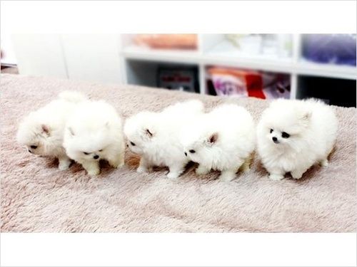 Pure Teacup Pomeranian Puppies Available