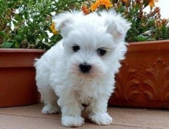 Gorgeous white Maltese Puppies